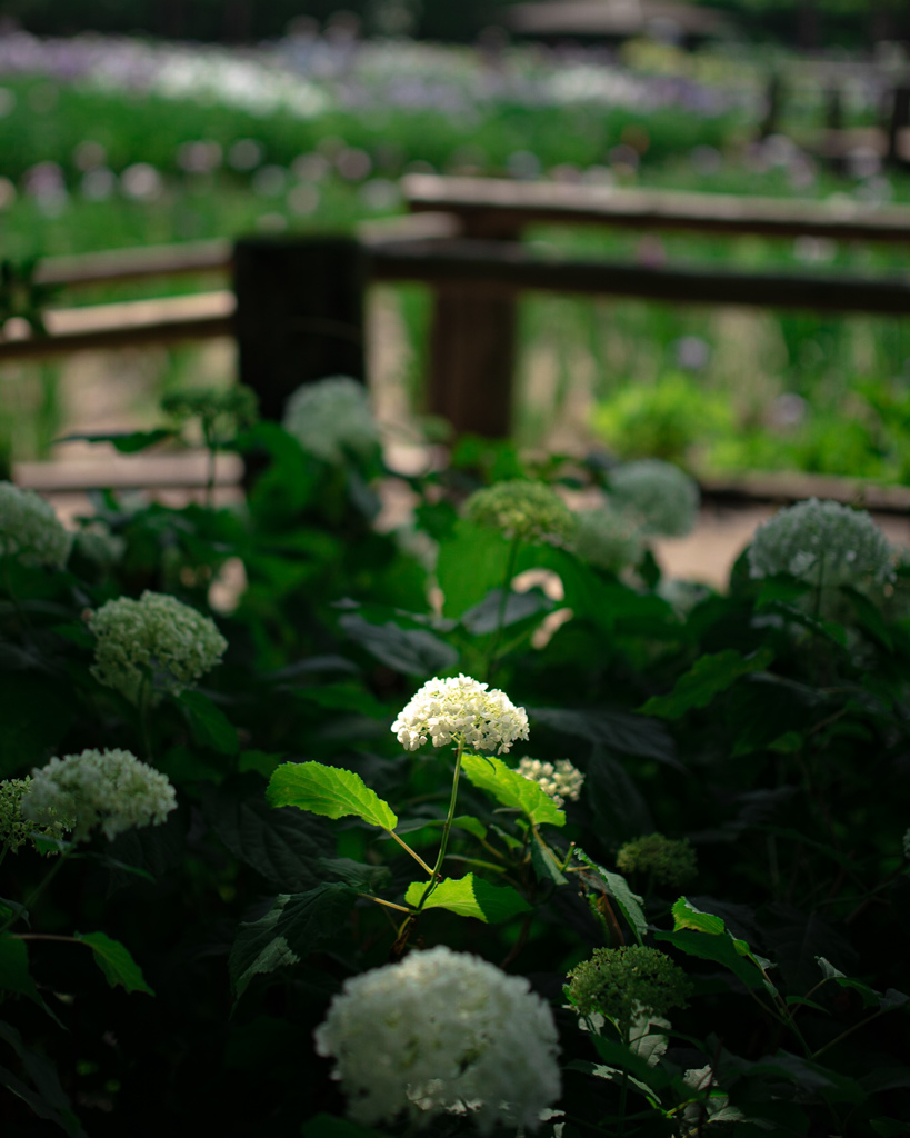 菖蒲園の紫陽花