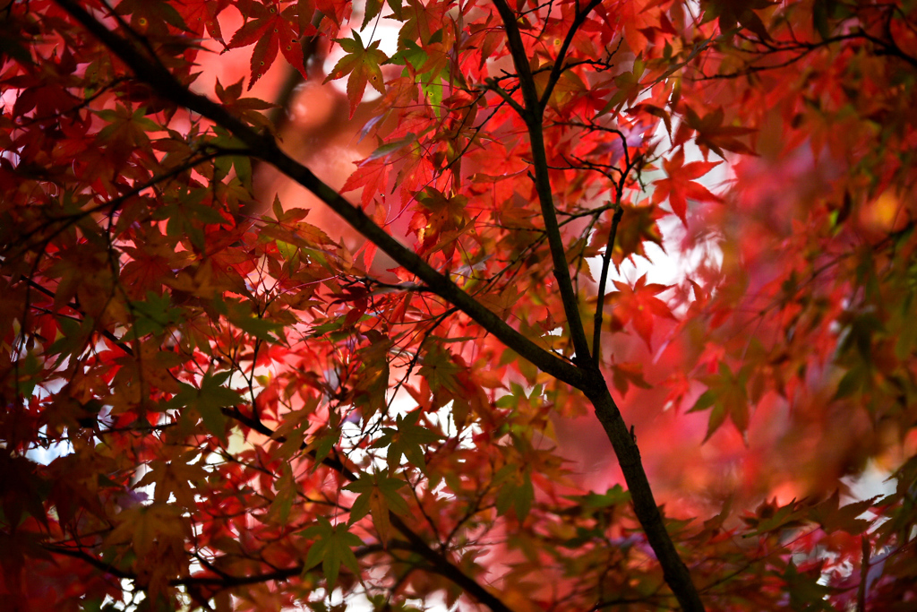 紅