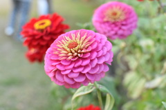 山口ゆめ花博