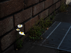 道端の輝き -  Roadside lights -