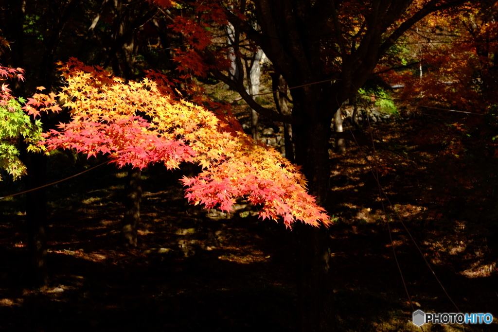 色々紅葉