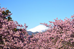 富士山と河津桜