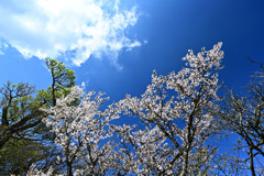 稜線の満開の桜