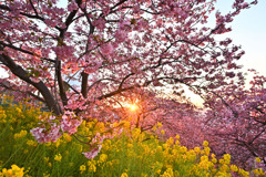光芒の河津桜