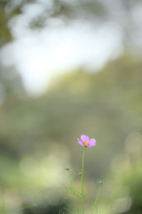 一輪の秋桜