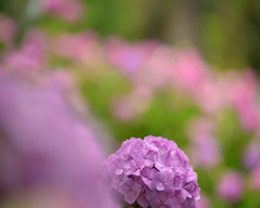 紫陽花のお花
