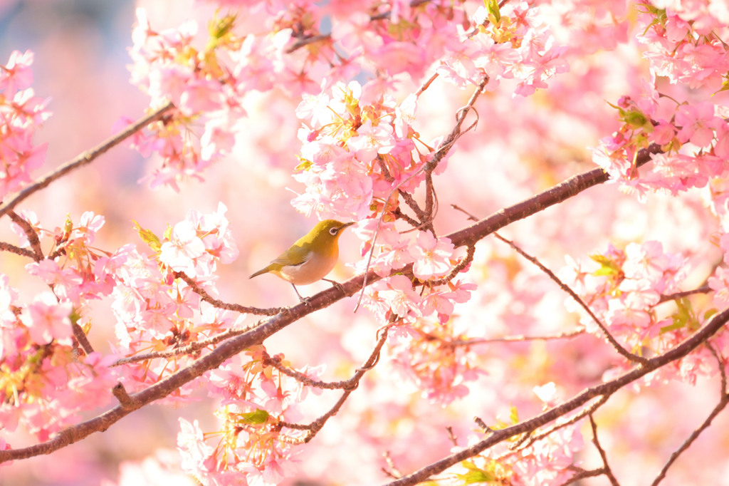 河津桜とメジロ