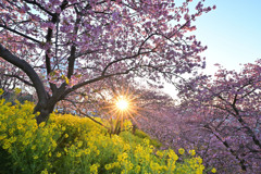 光芒の河津桜