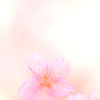 １輪の河津桜