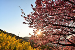 輝く光芒と河津桜