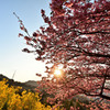 輝く光芒と河津桜
