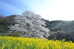 里山の１本桜