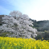 里山の１本桜