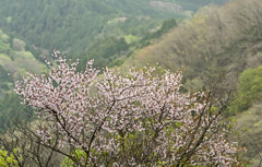 マメ桜