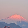 紅富士と河津桜