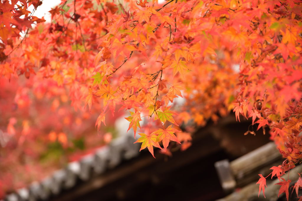 京都の紅葉（南禅寺）