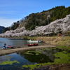 海津大崎の桜