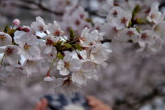 海津大崎の桜