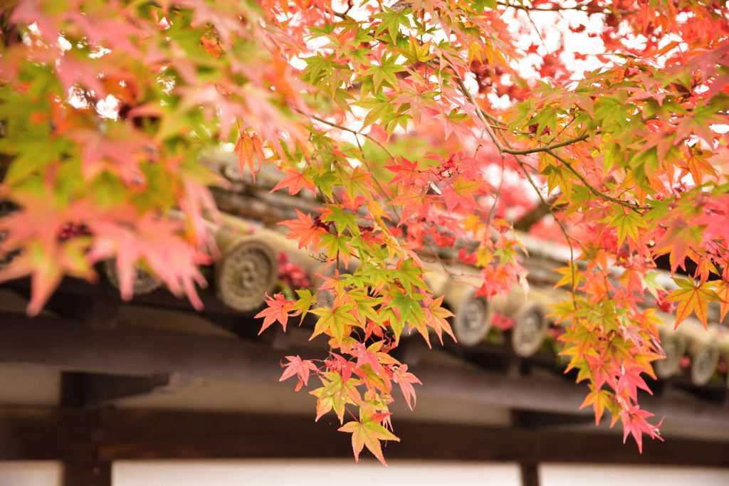 京都の紅葉（南禅寺）