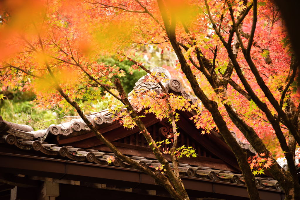 京都の紅葉（永観堂）