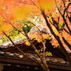 京都の紅葉（永観堂）