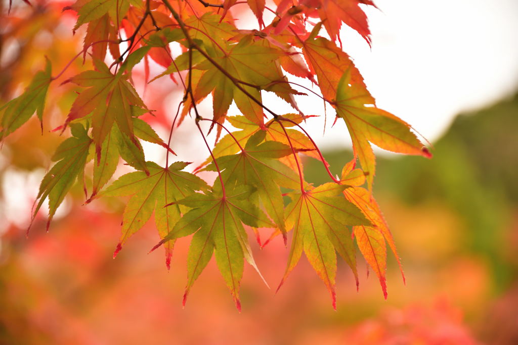 京都の紅葉（永観堂）