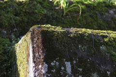 苔塊