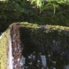 苔塊