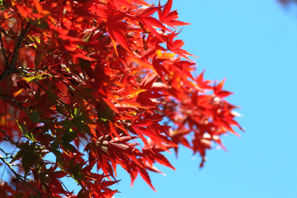 吉野紅葉　その1