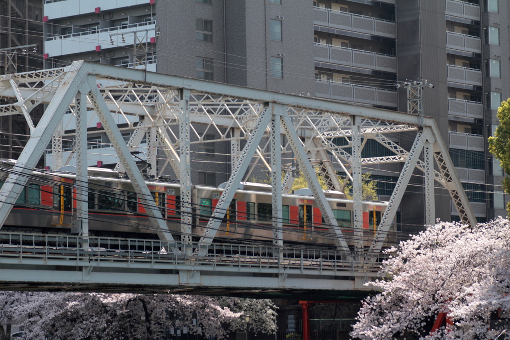 桜センセーション