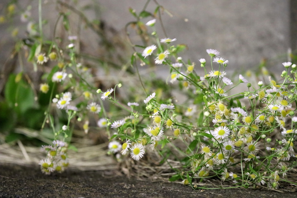 ホーム際に咲くお花