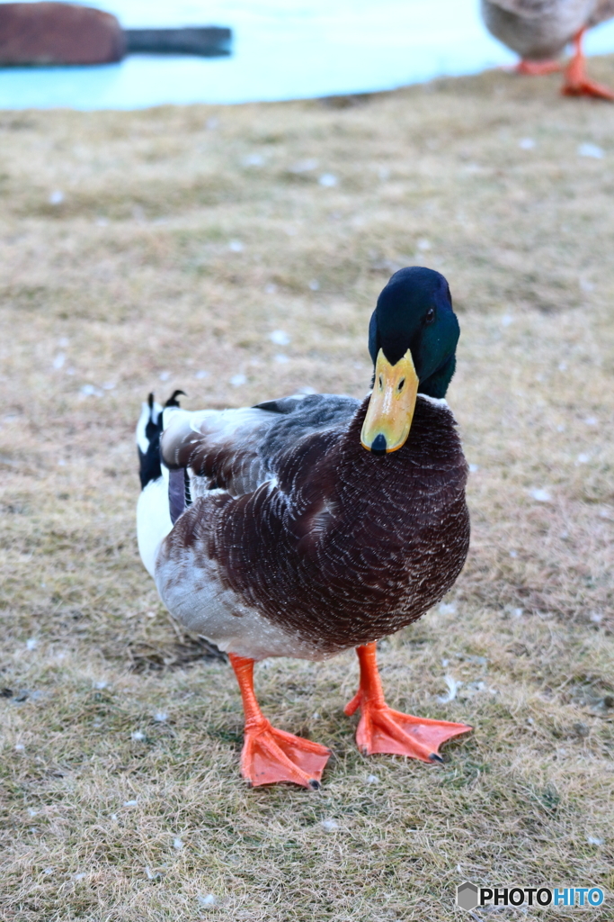 カメラに向かってポーズ！