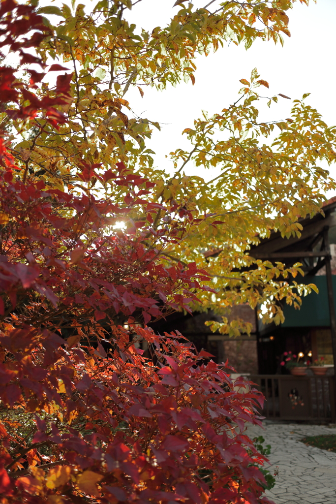 紅葉