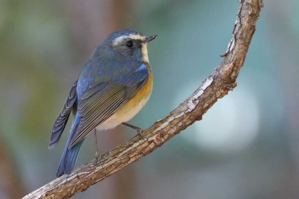 青い鳥