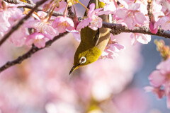 かくれんぼ(隠れる)