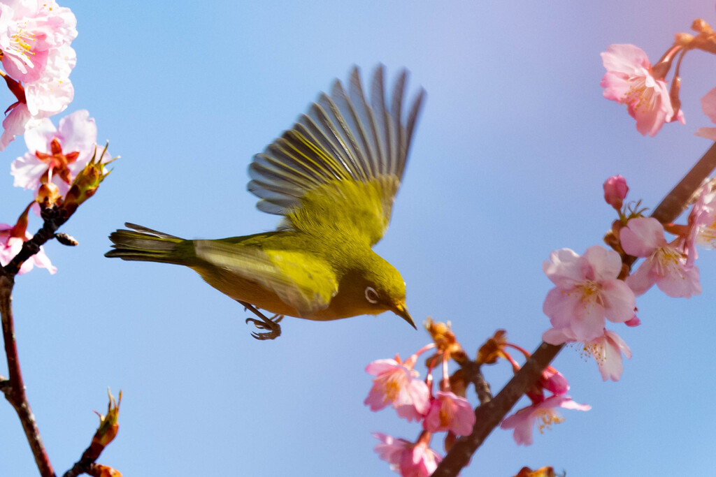 蜜です