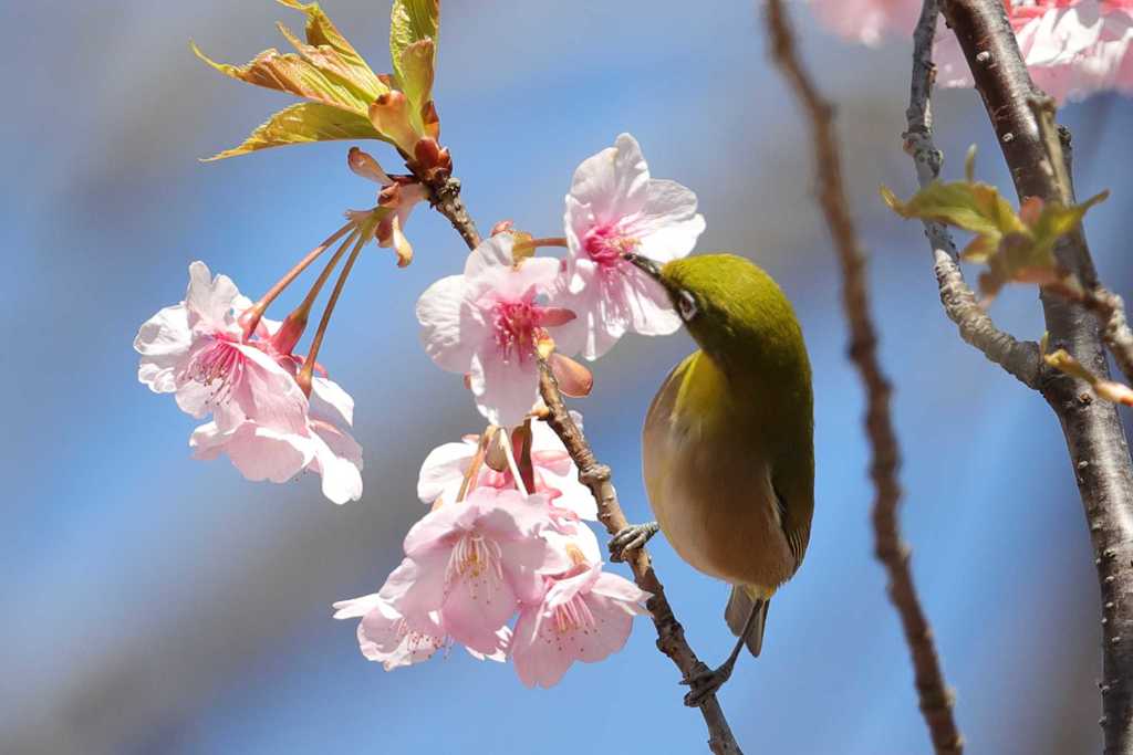 河津桜にメジロ