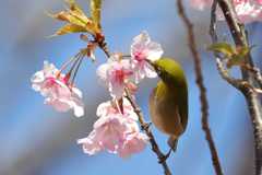 河津桜にメジロ