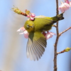 こっちだよー
