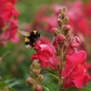 富良野の花畑にて