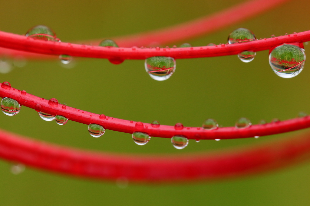 雨上がりに