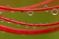 雨上がりに