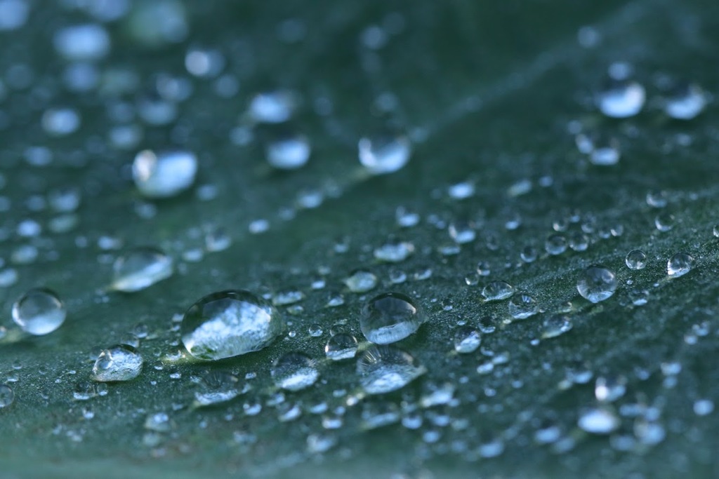 朝露