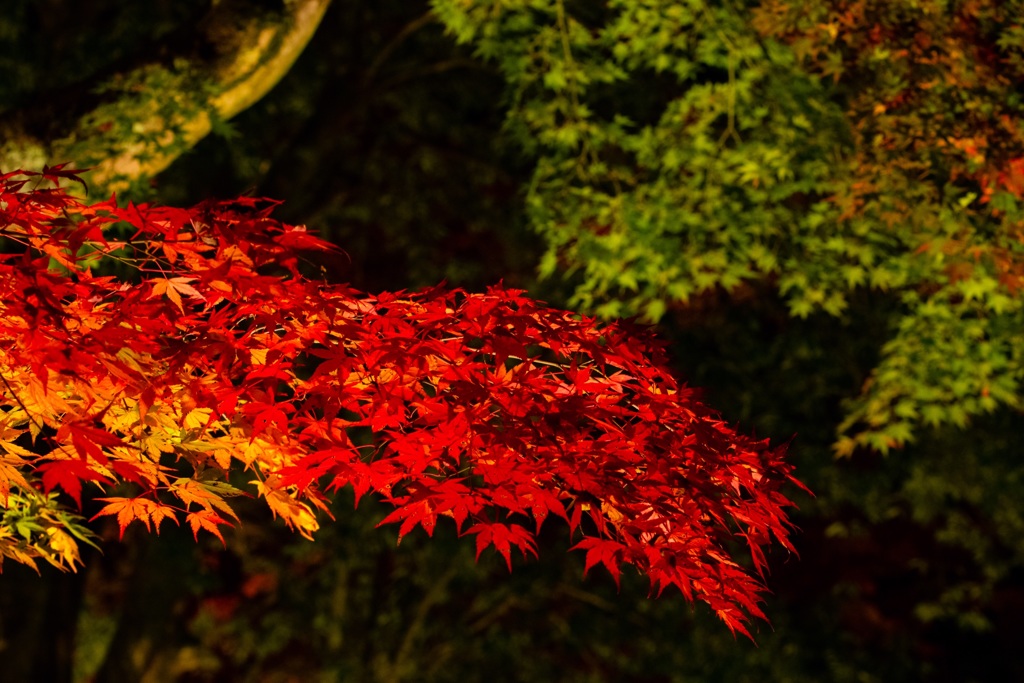 曽木公園ライトアップ