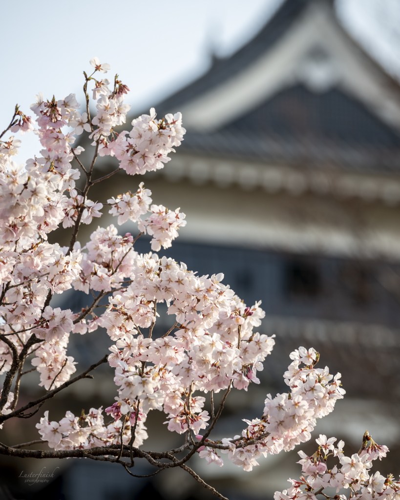松本城に桜咲く