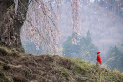 しだれ桜とお地蔵さん