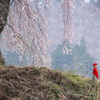 しだれ桜とお地蔵さん