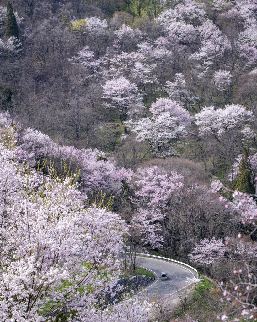 桜ロード
