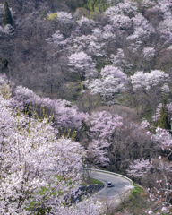 桜ロード
