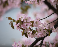 山桜